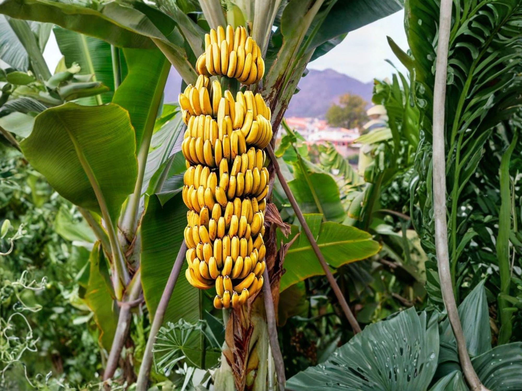 Gran Nain Banana Plant | 3-6 Inch Musa 'Grand Nain' Tropical Fruit Starter | Edible Yellow Bananas, Container & Landscape
