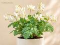 Dutchman's Breeches Bare Root Perennial – Dicentra cucullaria Native Shade Woodland Plant, Early Spring White Pink Flowers
