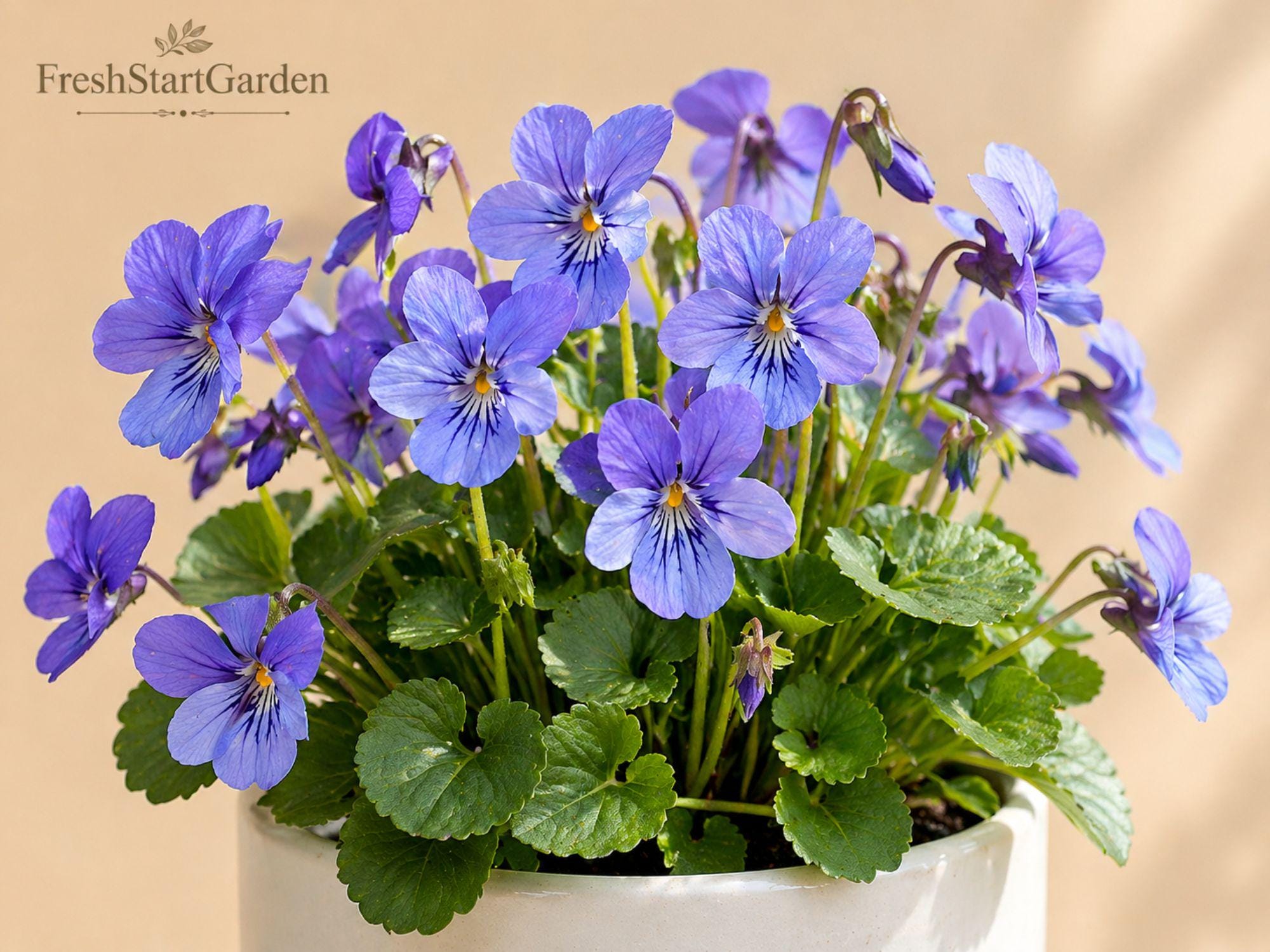 Blue Garden Violet Bare Root Perennial - Viola sororia, Native Ground Cover, Spring Violet-Blue Flowers, Shade-Loving Plant