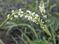 White Blossom Sweet Clover Seeds – Melilotus alba Wildflower Seeds for Pollinator Gardens, Cottage Garden, Natural Landscape