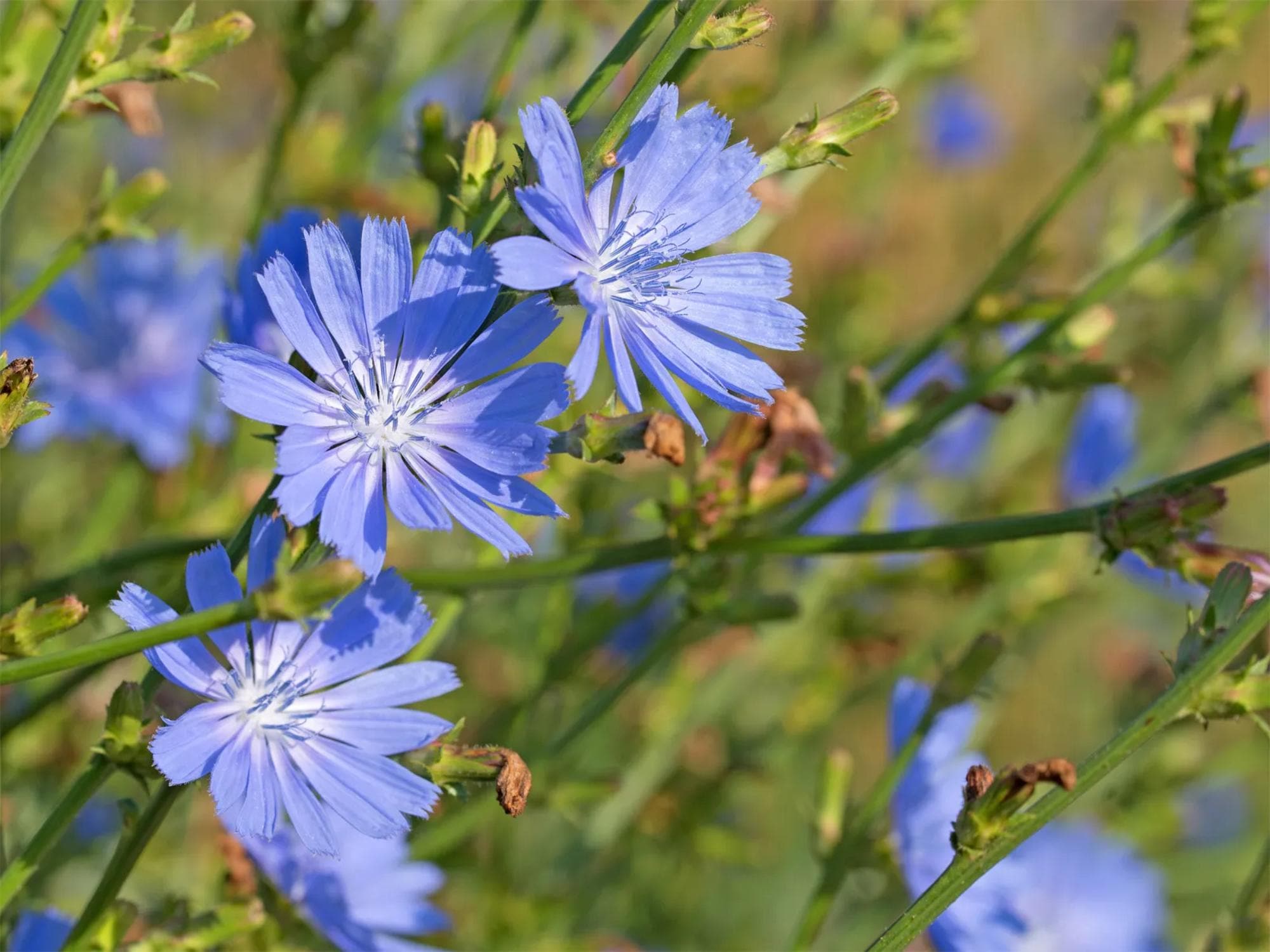 Blue Chicory Seeds for Planting | Cichorium intybus Aromatic Garden Plant for Pollinator & Cottage Garden