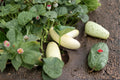 Silver Slicer Cucumber Seeds – Cucumis sativus, Vining Vegetable, Light-Colored Fruit, Garden & Trellis Plant, 50 Seeds