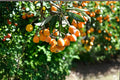 Loquat Seeds – Eriobotrya japonica – Fruit Tree Seeds for Outdoor & Container Planting