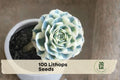 100 Lithops Seeds - Ornamental Living Stones Succulent Plant, Compact Gritty Soil, Indoor & Container Gardening, Lithops spp.