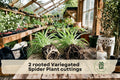 Rooted Variegated Spider Plant Cuttings – Live Chlorophytum comosum ‘Variegatum’ Indoor Houseplant, Green & White Foliage