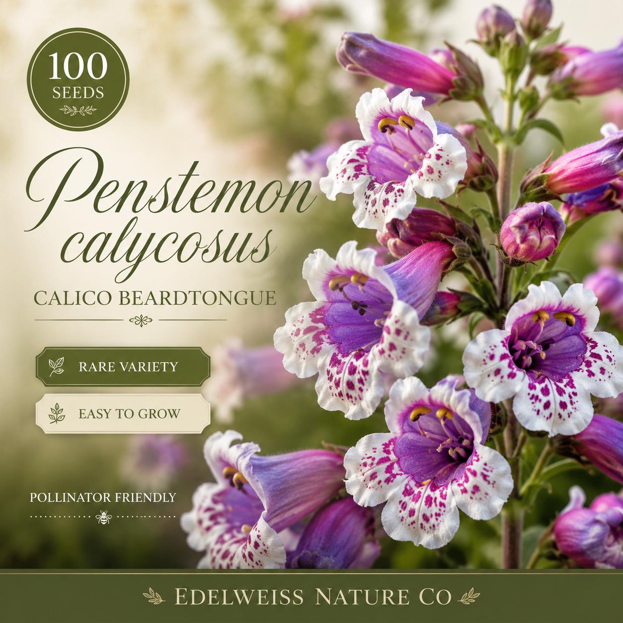 Penstemon calycosus Seeds, Calico Beardtongue Heirloom Non-GMO Native Wildflower Seeds for Garden Planting