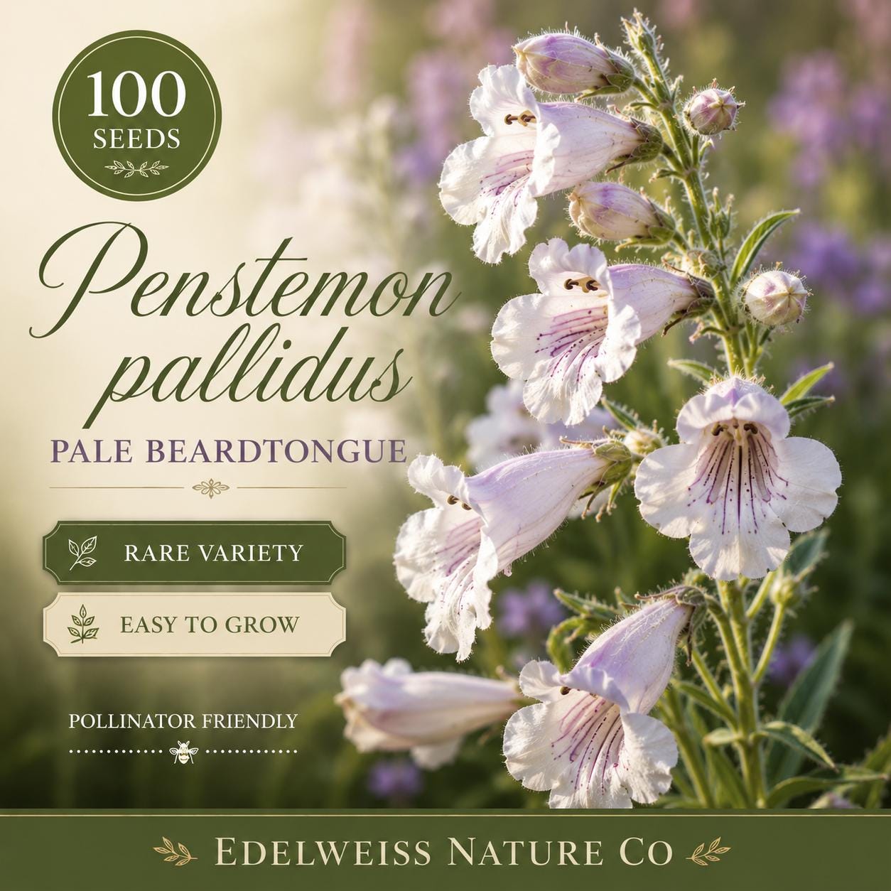 Penstemon pallidus Seeds - Pale Beardtongue Native Wildflower, Heirloom, Non-GMO, Pollinator-Friendly, Perennial Garden Seeds
