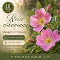 Rosa arkansana Seeds, Prairie Wild Rose, Native Heirloom Non-GMO Flower Seeds for Pollinator Gardens