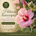 Hairy-Fruited Hibiscus Seeds, Wooly Rose Mallow Flower, Native Heirloom, Non-GMO Hibiscus lasiocarpos, Wildflower Garden Seeds