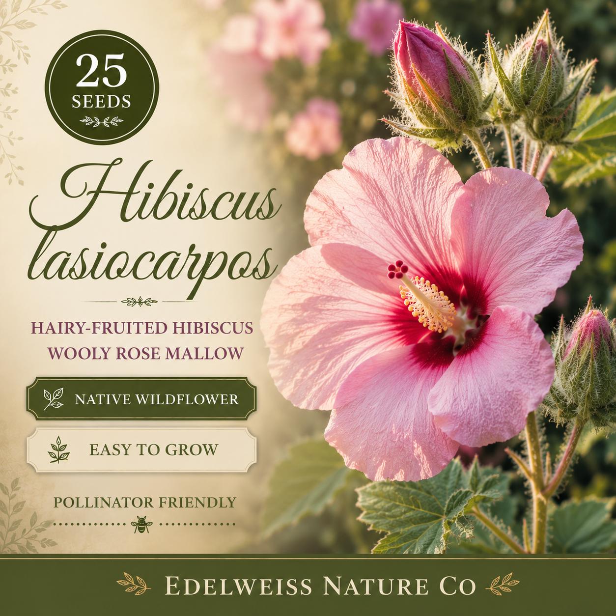 Hairy-Fruited Hibiscus Seeds, Wooly Rose Mallow Flower, Native Heirloom, Non-GMO Hibiscus lasiocarpos, Wildflower Garden Seeds
