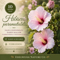 Hibiscus paramutabilis Seeds - False Confederate Hardy Mallow - Everblooming Heirloom Non-GMO Flower Seeds for Garden, Borders, Pollinator