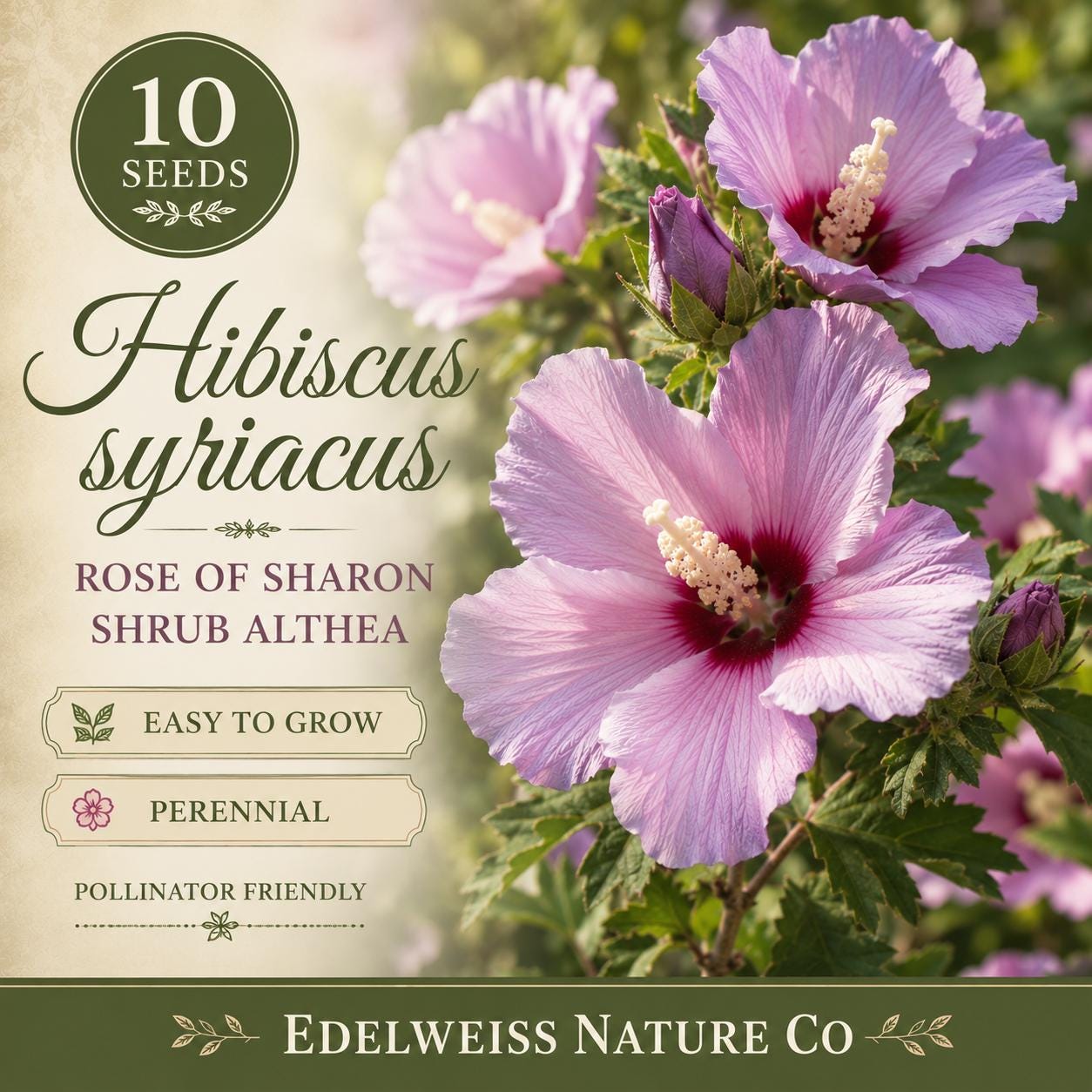 Rose of Sharon Seeds - Heirloom Hibiscus syriacus Flowering Shrub Non-GMO Garden Seeds, 10 Pack