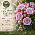 Mountain Laurel Seeds, Kalmia latifolia Heirloom Native Shrub, Evergreen Flowering Plant, Woodland Garden, Ornamental Border