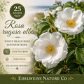 Rosa Rugosa Alba Seeds, White Beach Heirloom Rose, Fragrant Native Flower Seeds for Coastal Gardens