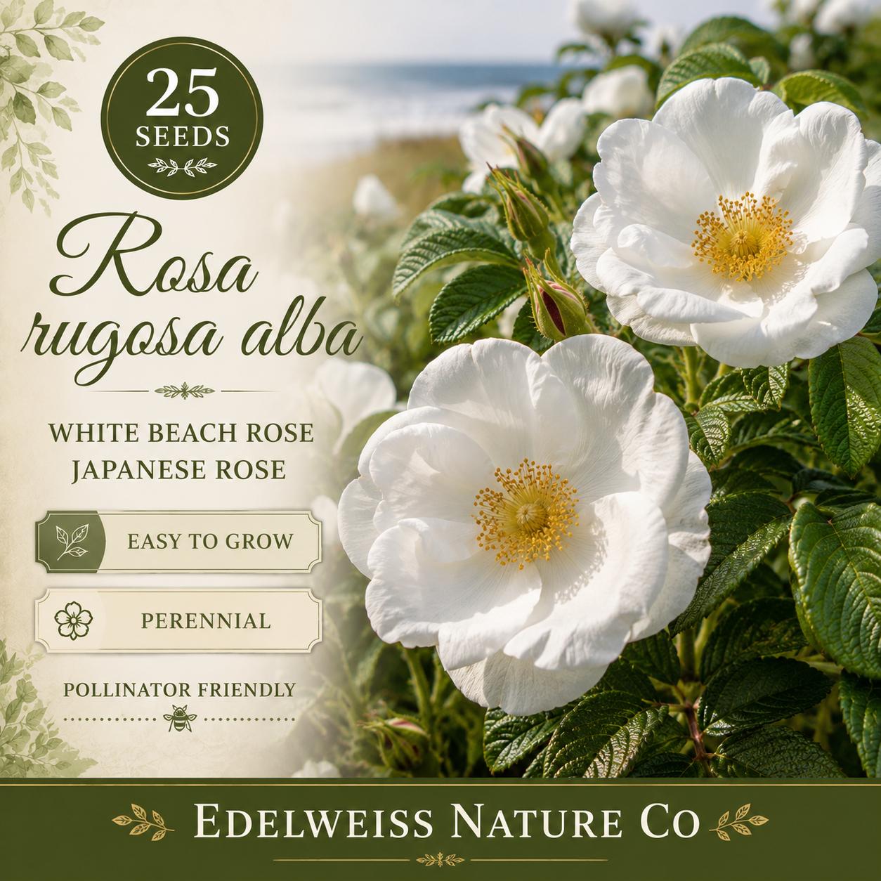 Rosa Rugosa Alba Seeds, White Beach Heirloom Rose, Fragrant Native Flower Seeds for Coastal Gardens