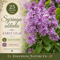 Syringa Oblata Seeds – Early Lilac Flowering Shrub, Non-GMO Heirloom Seeds for Garden Planting