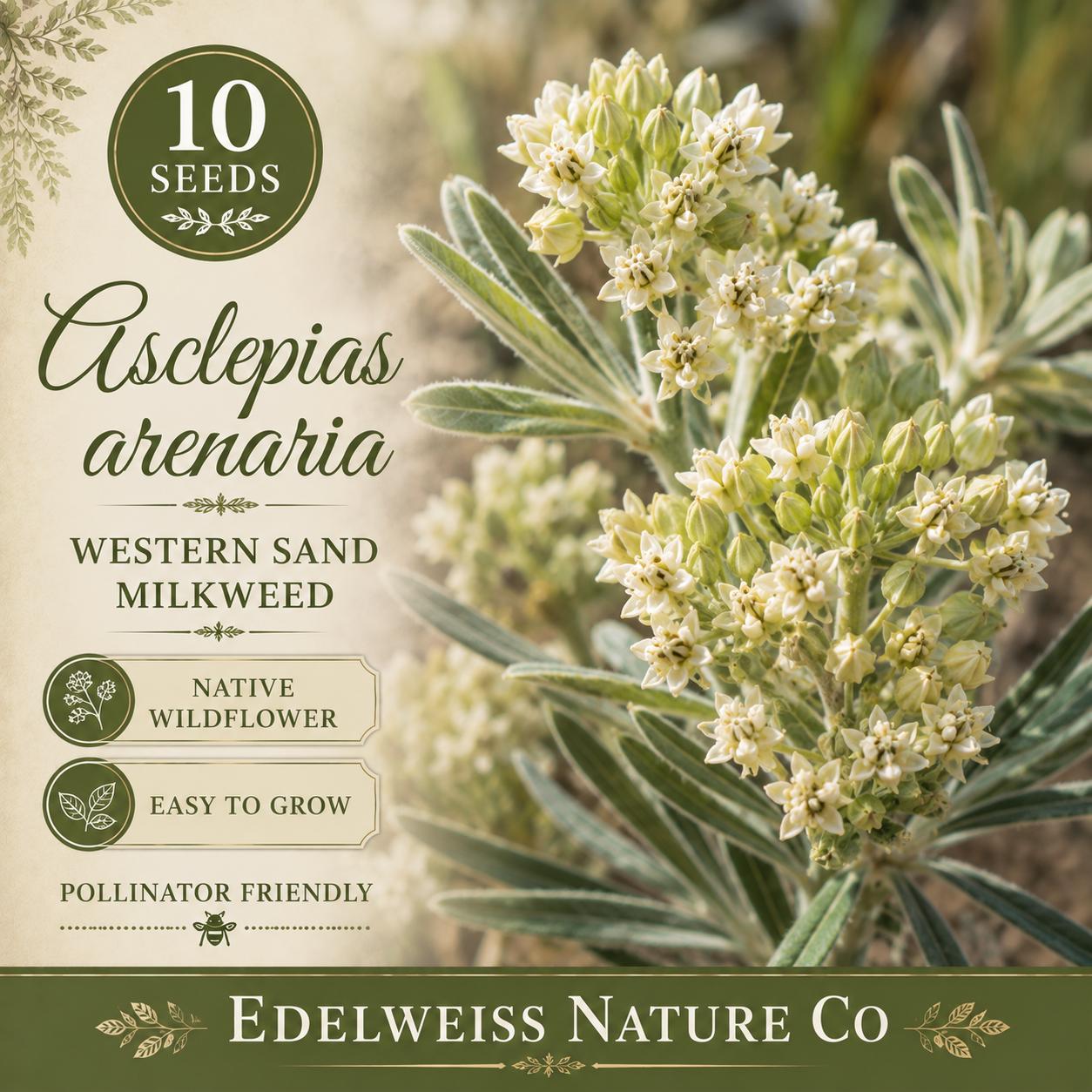 Asclepias arenaria Seeds – Western Sand Milkweed Native Wildflower Pollinator Plant Non-GMO Heirloom