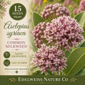 Asclepias syriaca Common Milkweed Seeds – Native Pollinator Wildflower, Heirloom, Non-GMO, Perennial Plant
