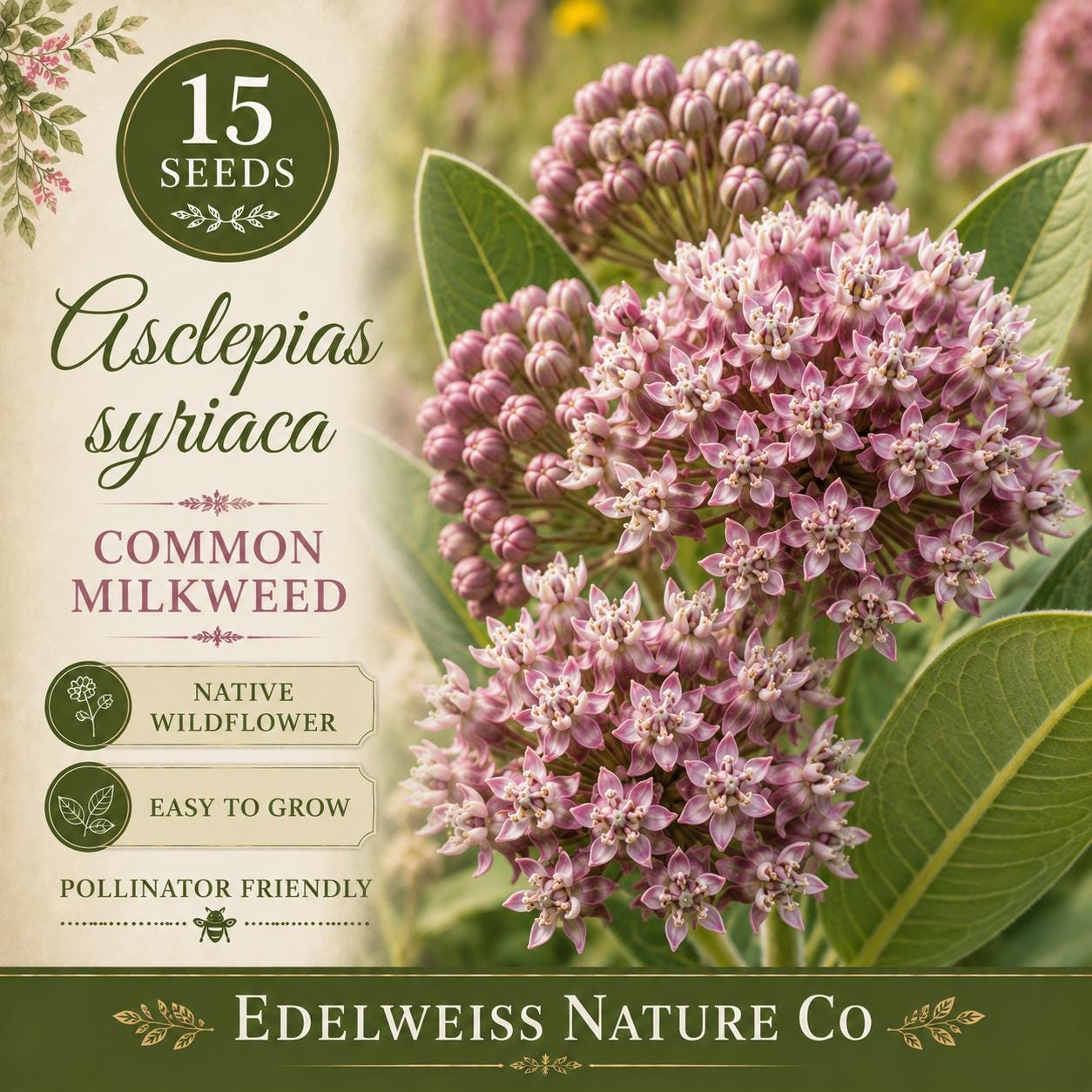 Asclepias syriaca Common Milkweed Seeds – Native Pollinator Wildflower, Heirloom, Non-GMO, Perennial Plant