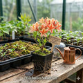 Astronaut Azalea Rhododendron Starter Plant – Bi-Color Striped Blooms, Deciduous Flowering Shrub, Rare Ornamental Garden Plant