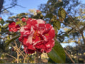 Miss Charleston Variegated Camellia Japonica Starter Plant - Evergreen Flowering Shrub with Variegated Blooms