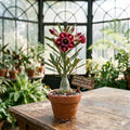 Dragon Tongue Desert Rose Adenium Obesum Seedling – Exotic Flowering Succulent, Caudex Houseplant, 3–4 Inches Tall
