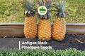 Antigua Black Pineapple Seeds – Rare Tropical Fruit Plant with Dark Foliage, Edible Pineapple, Ananas comosus, Container & Garden Growth