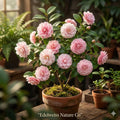 Debutante Camellia Japonica Starter Plant – Evergreen Flowering Shrub with Variable Blooms, Ornamental Foliage, Shade Garden Plant