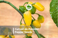 25+ Cumari do Para Hot Pepper Seeds – Heirloom Capsicum chinense, Small Fruity, Hot Chili for Gardens & Containers
