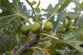 Olympian Fig Rooted Cutting – Ficus carica 'Olympian' – Fruiting Purple Fig Plant – Cold-Hardy Edible Garden Plant