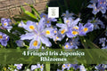 4 Fringed Iris Rhizomes, Iris japonica, Purple Walking Iris Perennial for Shade Gardens, Cottage & Woodland Gardens