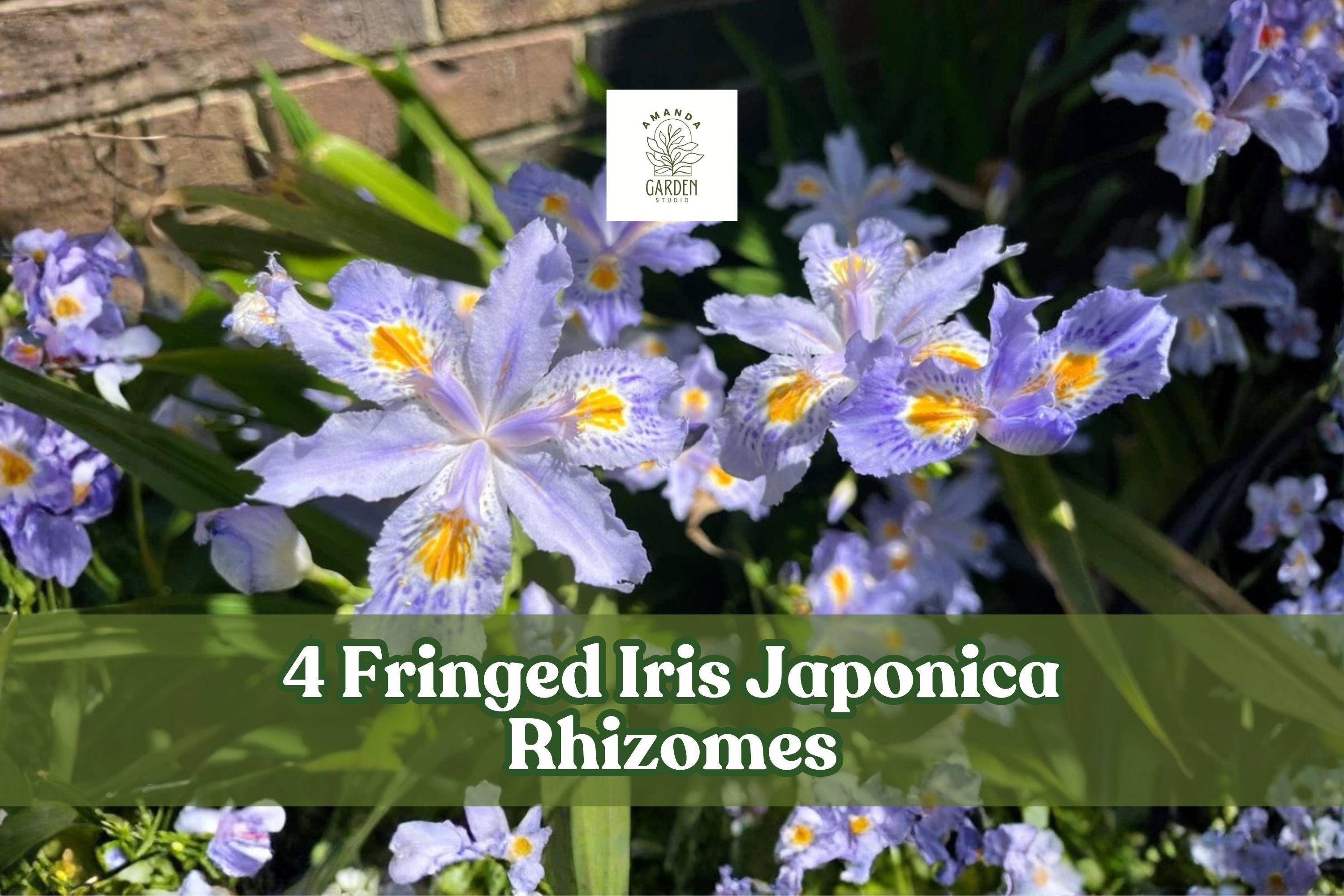 4 Fringed Iris Rhizomes, Iris japonica, Purple Walking Iris Perennial for Shade Gardens, Cottage & Woodland Gardens