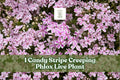 Candy Stripe Creeping Phlox Live Plant Plug | Pink White Groundcover | Phlox subulata | Low-Growing Perennial Groundcover