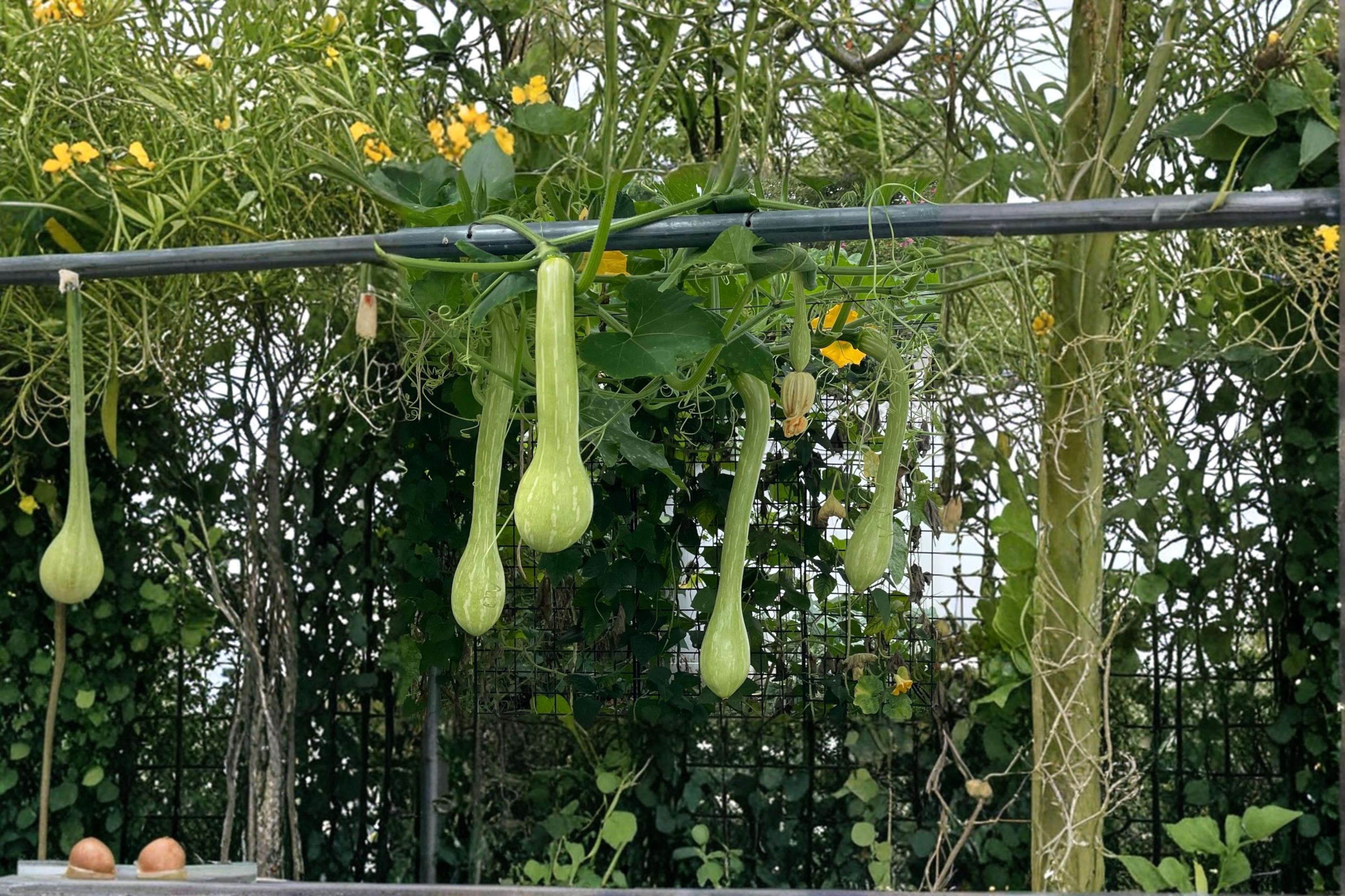 Trombone Squash Seeds – Cucurbita moschata, Vining Summer Vegetable Plant for Garden, Outdoor, Full Sun