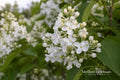 Betsy Ross Lilac Bare Root Plant – Syringa oblata – Fragrant White Blooms – Ornamental Shrub for Garden & Landscape