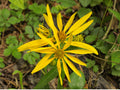 Yellow Crownbeard Seeds - Native Wildflower for Pollinator Gardens & Prairie Planting - Verbesina helianthoides, Bright Yellow Daisy-Like Blooms
