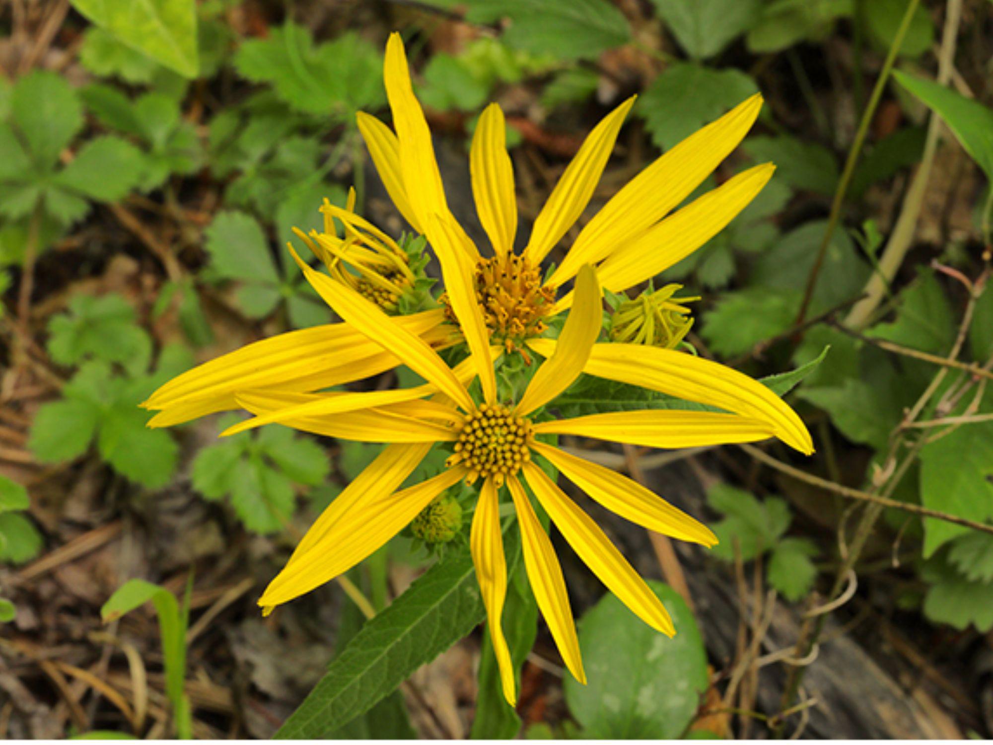 Yellow Crownbeard Seeds - Native Wildflower for Pollinator Gardens & Prairie Planting - Verbesina helianthoides, Bright Yellow Daisy-Like Blooms
