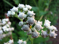Wild Quinine Seeds - Native Perennial Wildflower for Pollinator Gardens, Prairie & Cottage Landscapes, Parthenium integrifolium, 25 Seeds