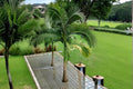 King Palm Seeds, Archontophoenix alexandrae, Tropical Palm Tree, Garden & Landscape Plant, 5 Seeds