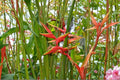 Gold Heliconia Seeds – Heliconia champneiana Tropical Flowering Plant with Yellow Bracts, Garden Landscape, Exotic Ornamental Seed Pack