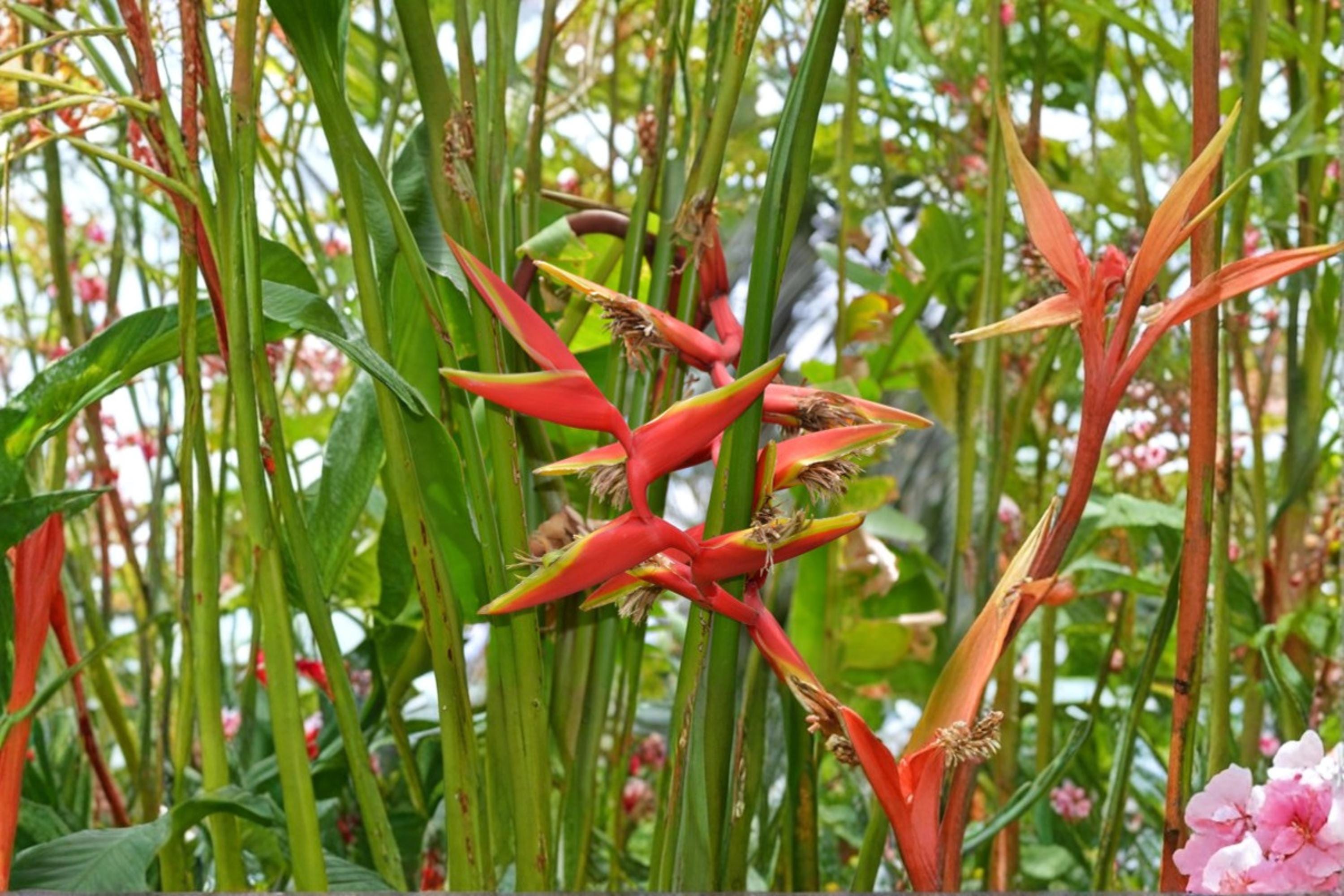 Gold Heliconia Seeds – Heliconia champneiana Tropical Flowering Plant with Yellow Bracts, Garden Landscape, Exotic Ornamental Seed Pack
