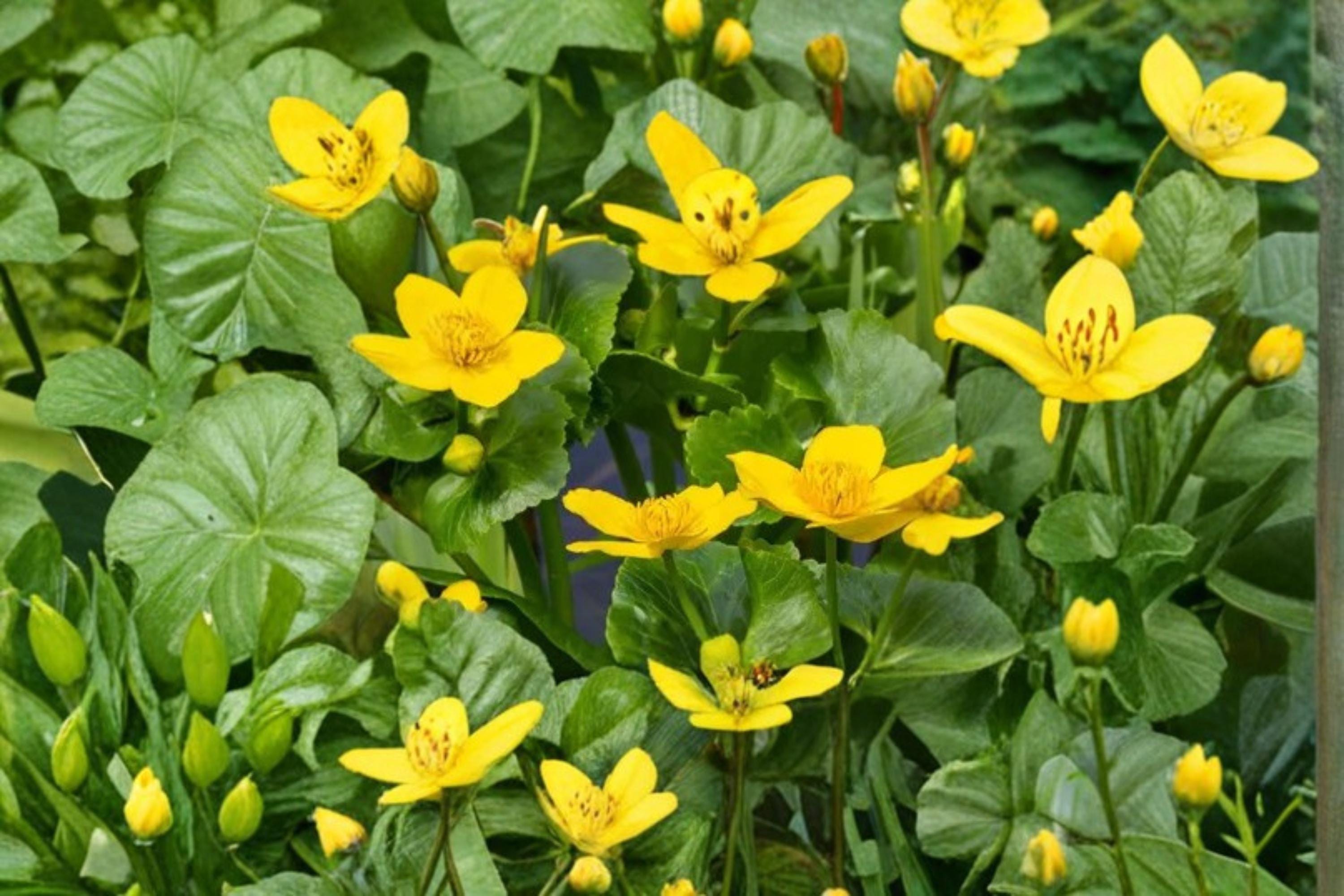 Marsh Marigold Seeds – Caltha palustris – Perennial Water Garden Flower – Wetland Plant Seeds for Ponds & Moist Soil
