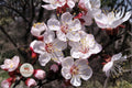 Mandchurian Apricot Seeds – Hardy Edible Fruit Tree, Pink Flowers, Golden Foliage, Prunus armeniaca mandshurica