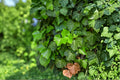 English Ivy Seeds – Hedera helix Climbing Vine for Ground Cover & Walls, Evergreen Foliage, Outdoor Planting, 30 Seeds