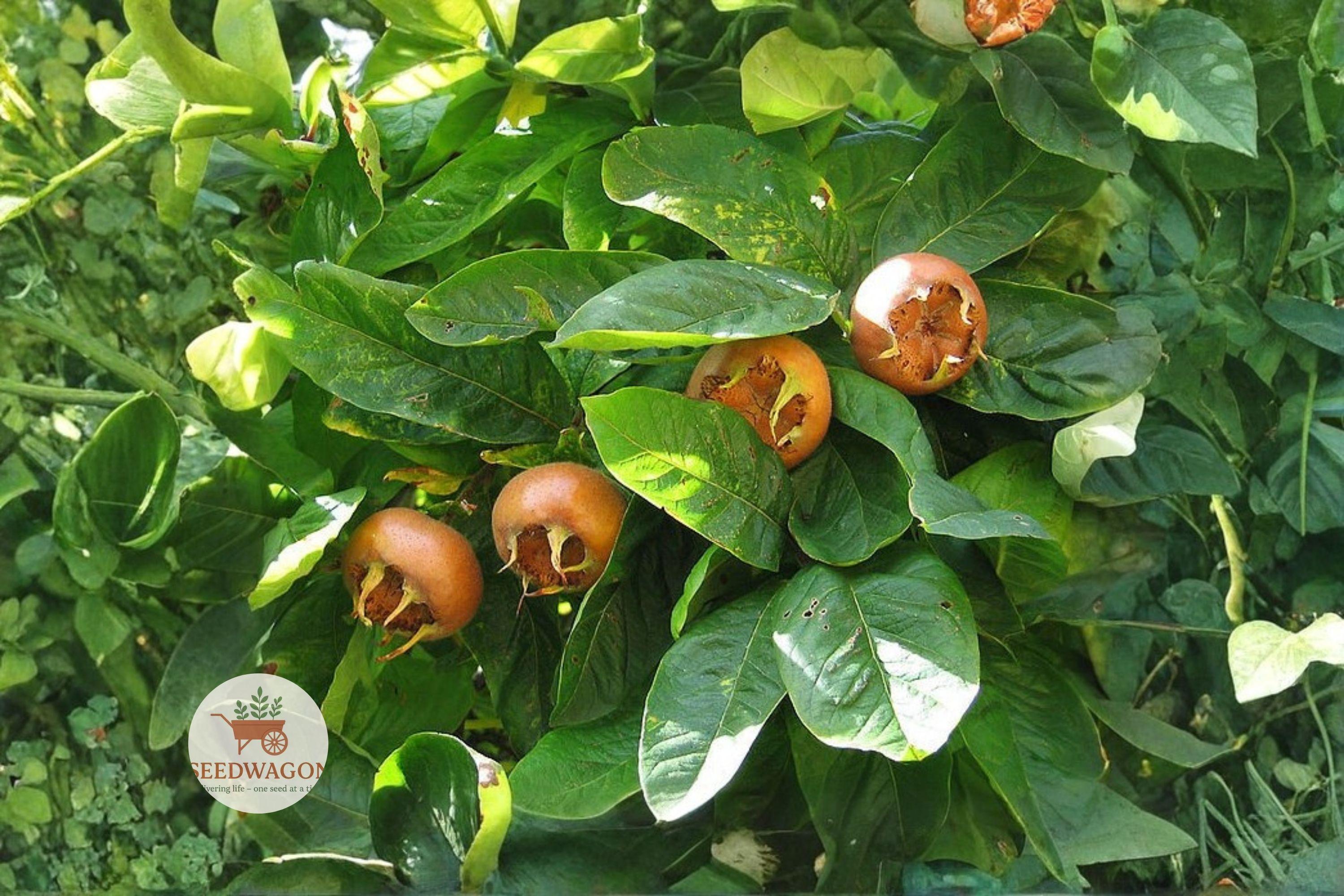 Showy Medlar Seeds – Edible Fruit Tree, Hardy Mespilus germanica, Ornamental Flowering Tree, Fall Color, 10 Seeds