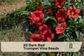 Dark Red Trumpet Vine Seeds – Climbing Vine for Fences, Trellises & Gardens – Campsis spp.