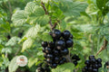 Black Chokeberry Seeds – Aronia melanocarpa, Edible Berry Shrub, Hardy Native Plant for Gardens & Wildlife, 50 Seeds
