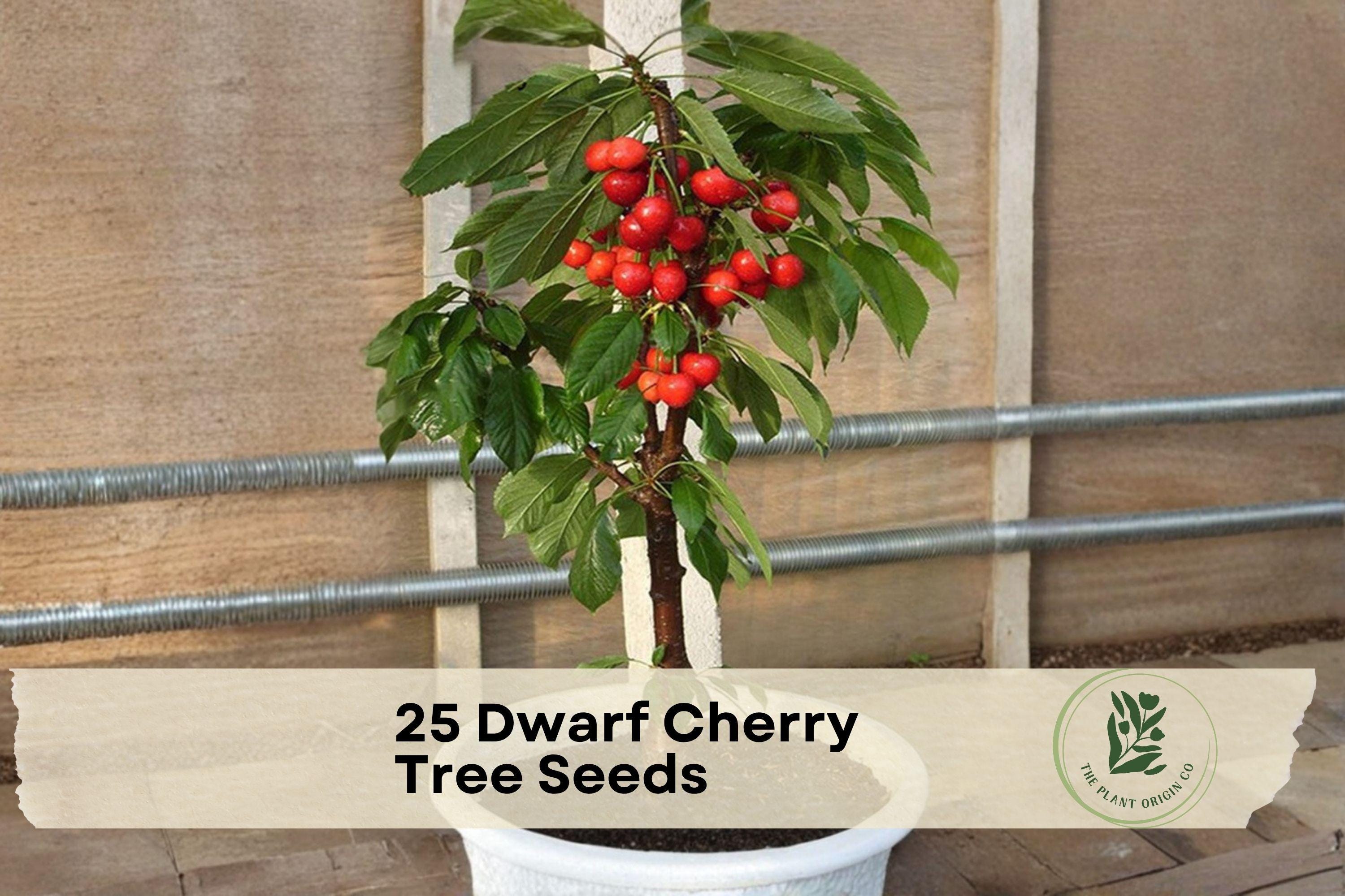 Dwarf Cherry Tree Seeds – 25 Pack for Bonsai, Ornamental Garden, Patio, Landscape Prunus spp.