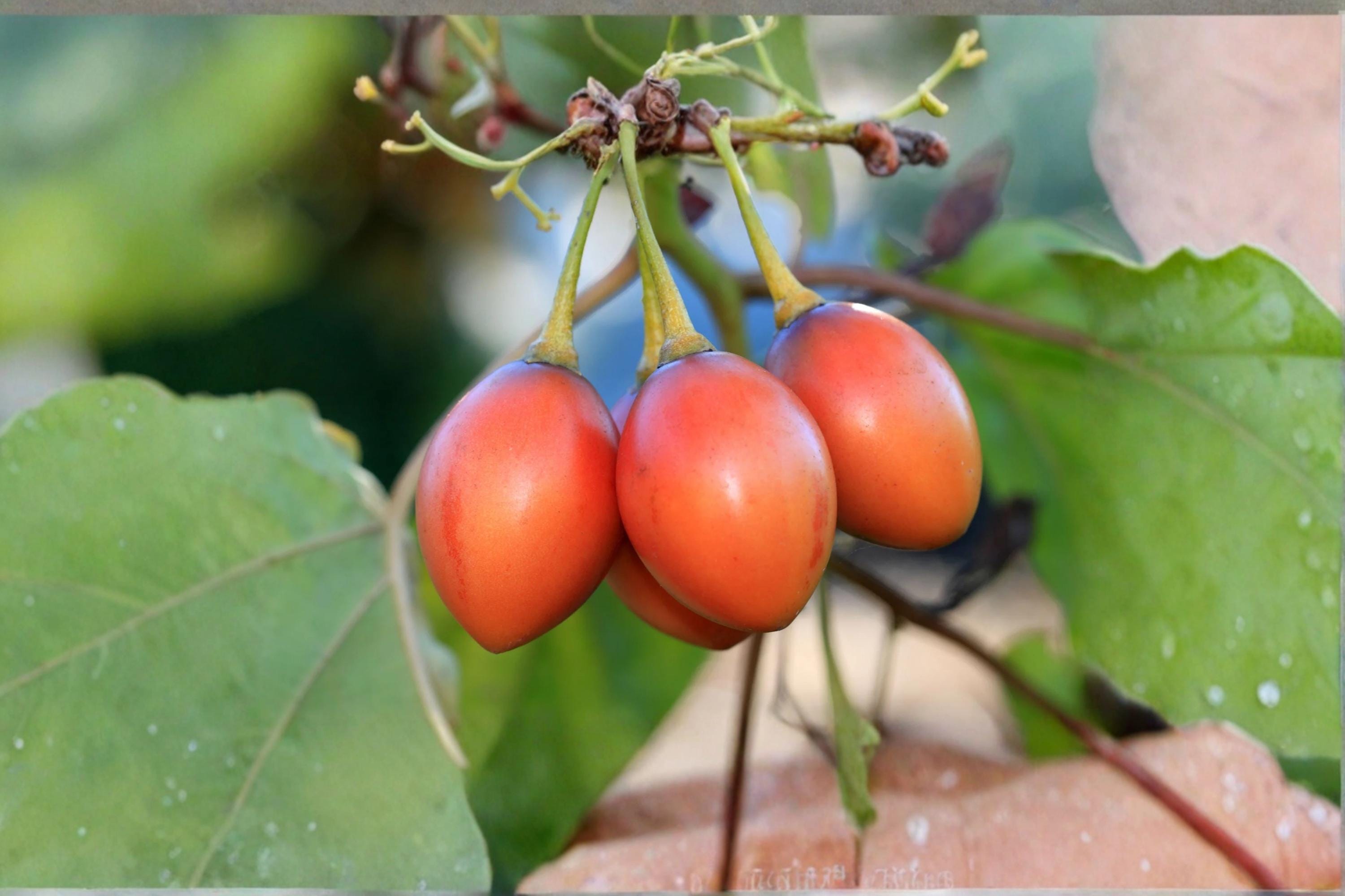 Tamarillo Tomato Tree Seeds – Solanum betaceum, Fruit-Bearing Shrub, Tropical Garden Plant, Edible Fruit Seeds, 10 Pack