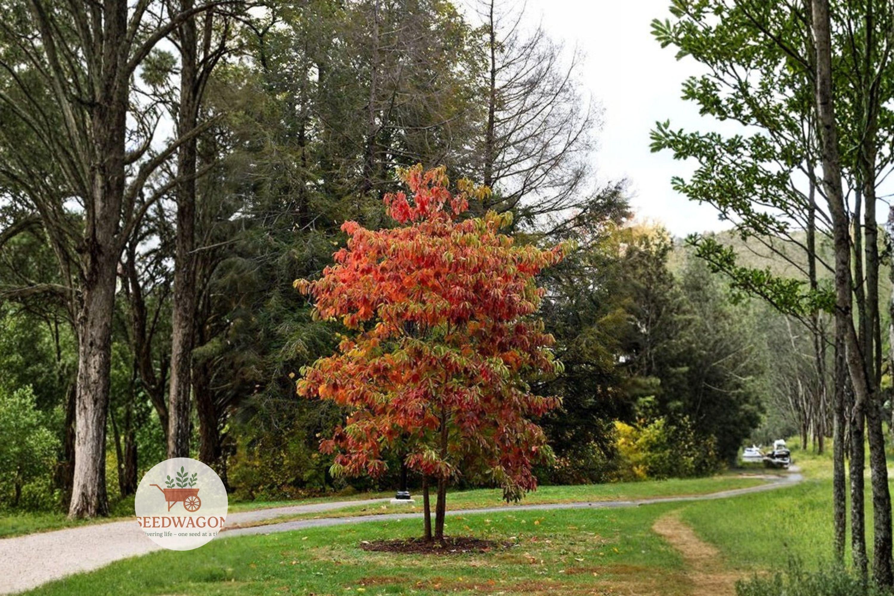 Fragrant Sassafras Tree Seeds – Native Shade Tree with Fall Color & Mitten Leaves – Sassafras albidum, Drought Tolerant, Wildlife Friendly
